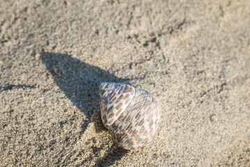 A small crab in its shell on a sandy beach