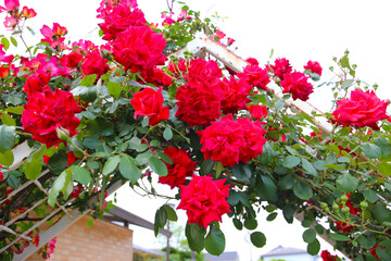 A beautiful rose bush in a public park in Japan