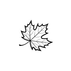 Fototapeta premium Detailed outline of a maple leaf showcasing intricate vein patterns and natural shape design