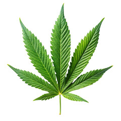 cannabis leaf on white background