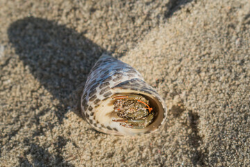 A small crab in its shell on a sandy beach