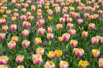 Field of blooming tulips under natural sunlight.