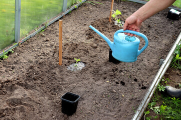 Watering planted watermelon sprouts in a greenhouse, waiting for the water to be absorbed into the soil. Planting a plant, agriculture, a man's hand with a watering can - horizontal photo, close-up