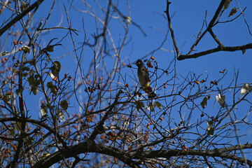 Bulbul du Cap perché sur un arbre
