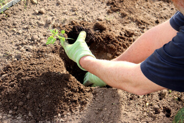 Male hands in gloves hold a sprout with a watermelon in a lump of earth and are going to place it in a hole in a garden bed in a greenhouse. Planting a plant, agriculture - horizontal photo, close-up