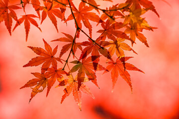 秋の美しい真っ赤な紅葉