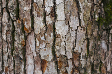 Obraz premium Rough tree bark with deep cracks and natural textures.