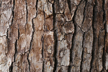 Rough tree bark with deep cracks and natural textures.
