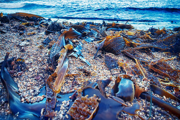 Algae floatsam in the supralithoral of Sea of Japan, sandy shell beach. Japan sea tangle (Laminaria...