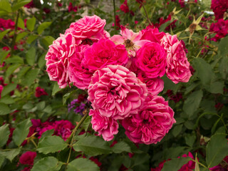 Pink Floribunda Garden Roses in Full Bloom