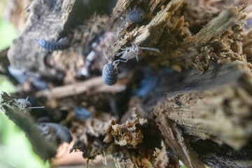 Common rough woodlouse (Porcellio scaber) settlement, inhabitants of the forest floor, in a rotten...
