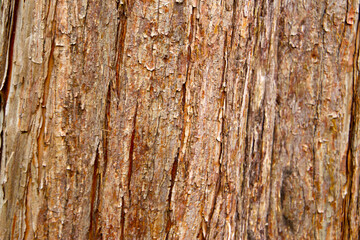 Rough and flaky bark of a Dawn Redwood tree in close-up view