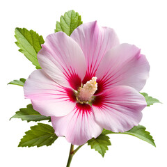 Pink Rose of Sharon Flower with Red Center and Green Leaves Isolated on White Background isolated on a transparent background
