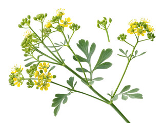 Rue Plant with Bright Yellow Flowers and Delicate Green Leaves Isolated on White Background Detailed Botanical Illustration of Ruta Graveolens Showing... isolated on a transparent background