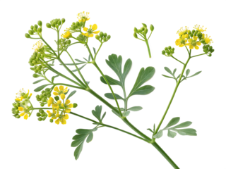 Rue Plant with Bright Yellow Flowers and Delicate Green Leaves Isolated on White Background Detailed Botanical Illustration of Ruta Graveolens Showing... isolated on a transparent background