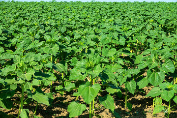 A field with young sunflower. Strong stems and rough fleshy leaves
