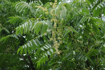 Ailanthus altissima var. vilmoriniana - Korean Tree of Heaven with Rough Bark, Compound Leaves and...