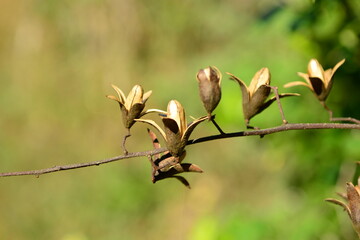Ailanthus altissima var. vilmoriniana - Korean Tree of Heaven with Rough Bark, Compound Leaves and...