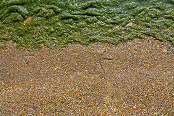 The edge of the backwater, sand, ooze and the footprints of a wading bird, sandpiper