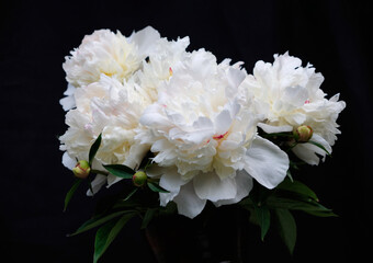 Elegant bouquet of blooming white peonies with green leaves on dark backdrop. High-resolution studio photo