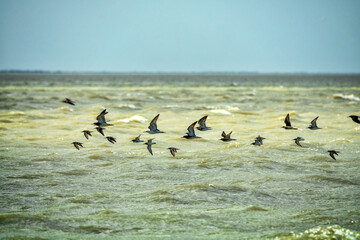 Spring migrations of ruff (Philomachus pugnax) over a shallow lake. Flocks fly over muddy water on...
