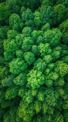 Aerial View of Lush Green Forest with Dense Vegetation and Tree Canopies