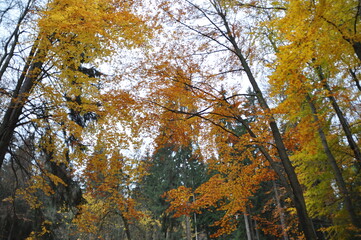 Looking up into a canopy of autumn leaves, the golden-yellow foliage of a deciduous tree stands in...