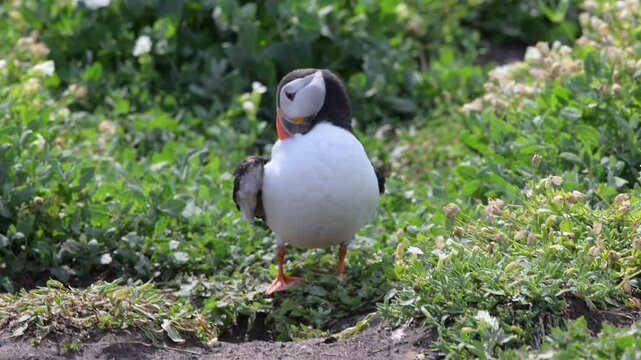An Atlantic Puffin Preening its Feathers