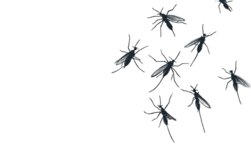 Dark insects, spread across a black background