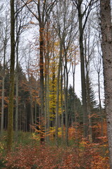 Looking up into a canopy of autumn leaves, the golden-yellow foliage of a deciduous tree stands in...