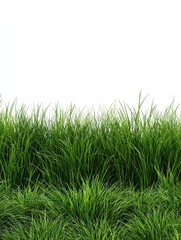 Fototapeta premium PNG Grass border image grass background isolated.