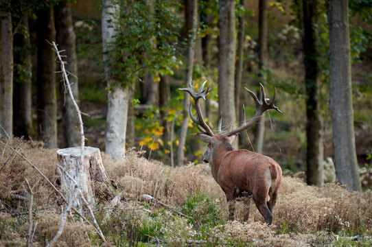 Red deer with grass