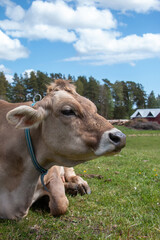 Farm milking cows on a green grass field, Sweden