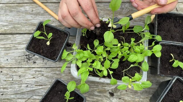 Close up a woman hands aster seedlings in separate pots.