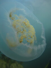 Close-up Moon jellyfish (Aurelia aurita) off coast of Lundy © BML