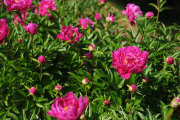 Pink peony growing, blurred leaves background. Gently fresh flower bush. Gardening, landscaping. Plant Nurse Ad. Backdrop for product promote. Flower shop. Green home garden. Landscape design. Path