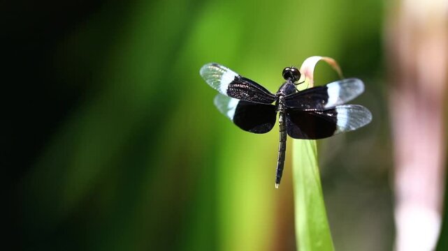 macro video of a black dragonfly on a blade of grass