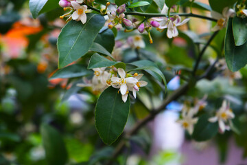 White flower of orange on tree
