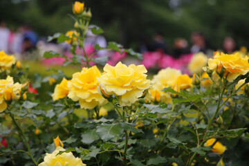 Beautiful roses in full bloom at the Japanese Rose Garden.