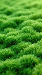 Green Fuzzy Plant Texture Showing Vibrant Freshness and Natural Beauty