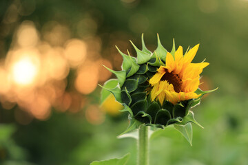 Sonnenblume, Sunflower
