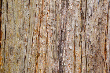 Rough and flaky bark of a Dawn Redwood tree in close-up view
