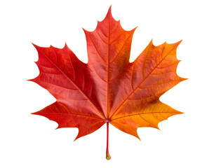 Realistic red maple leaf with detailed veins and vibrant color. Isolated on transparent background.