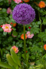 Purple Allium giganteum flower in full bloom on a long green stem in a summer garden, surrounded by colorful blurred roses and lush green foliage. Botany, gardening, floral beauty and nature