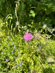 blooming meadow sable against the background of green grass
