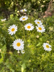 Fototapeta premium chamomile, chamomile flowers, chamomile on green grass background 