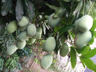 mangifera indica on tree