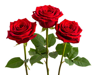 Three red roses on long green stems with leaves. Isolated on transparent background.