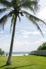 Single Palm Tree or Coconut Tree on Tropical Beach with Blue Sky