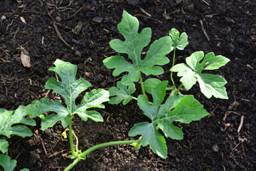 Watermelon Seedling in Garden Soil isolated